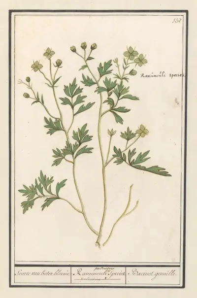 Boterbloem (Ranunculus) Soorte van boter bloeme Ranunculi palustris Species. Bacinet genoille. av Anselmus Boëtius de Boodt