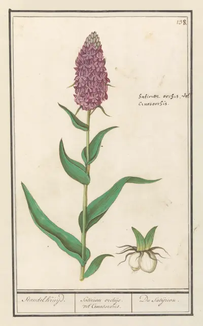 Brede orchis (Dactylorhiza majalis) Standelkruijd. Satirion orchijs vel Cinosorchis. Du Satijrion. av Anselmus Boëtius de Boodt