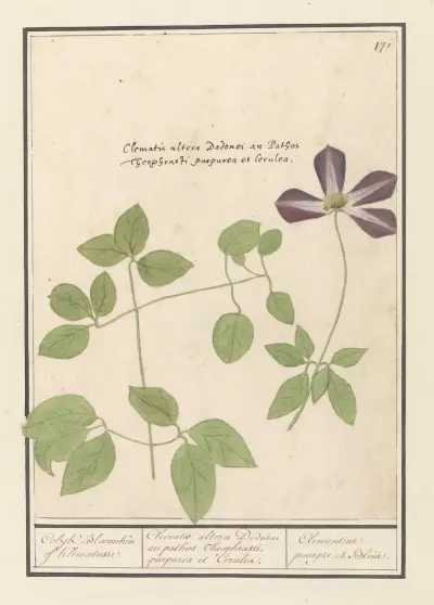 Clematis (Clematis) Colyk Bloemeken of Klematusse. av Anselmus Boëtius de Boodt