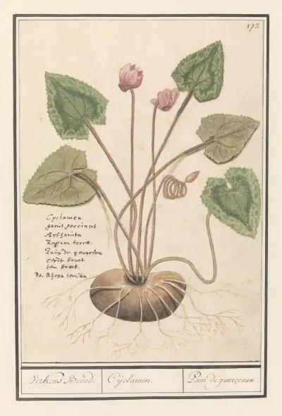 Cyclaam (Cyclamen) Verkens Brood. Cijclamen. Pain de pourceaux av Anselmus Boëtius de Boodt