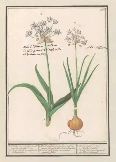 Daslook (Allium ursinum) av Anselmus Boëtius de Boodt