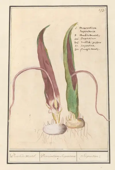 Drakenwortel (Dracunculus vulgaris) Draecken wortel. Dracuntium Serpentaria Serpentine. av Anselmus Boëtius de Boodt