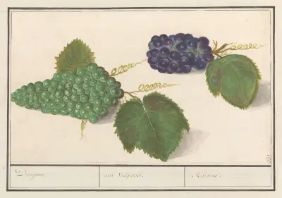 Druif (Vitis vinifera) Druijven. uva Vulgaris. Raisins av Anselmus Boëtius de Boodt