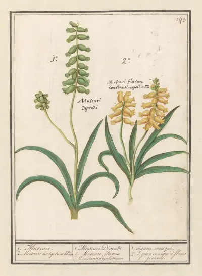 Druifhyacint (Muscari) 1. Muscari. 2. Muscari met geluwe bloem av Anselmus Boëtius de Boodt
