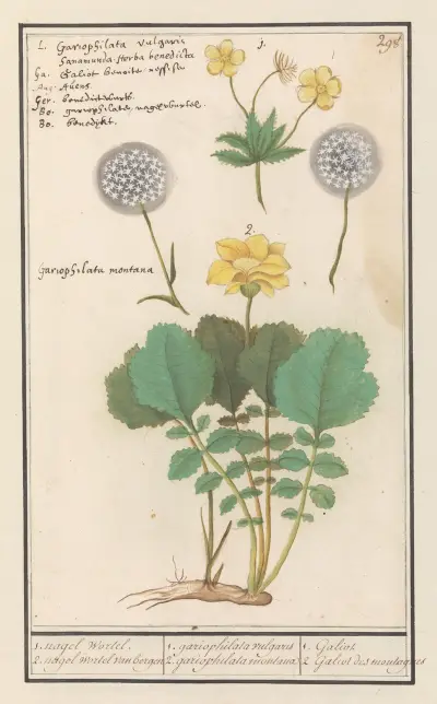 Geel nagelkruid (Geum urbanum) en Alpen geel nagelkruid (Geum montanum) av Anselmus Boëtius de Boodt
