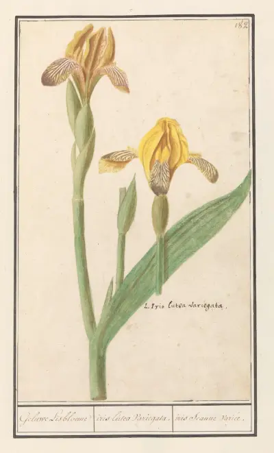 Gele lis (Iris pseudacorus) Geluwe Lisbloeme iris lutea Variegata. iris Jeaune variée av Anselmus Boëtius de Boodt
