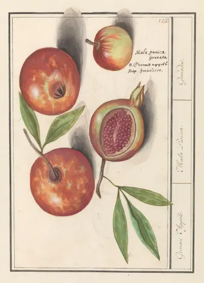 Granaatappel (Punica granatum) Grenaert Appels. Mala Punica. Grenades. av Anselmus Boëtius de Boodt