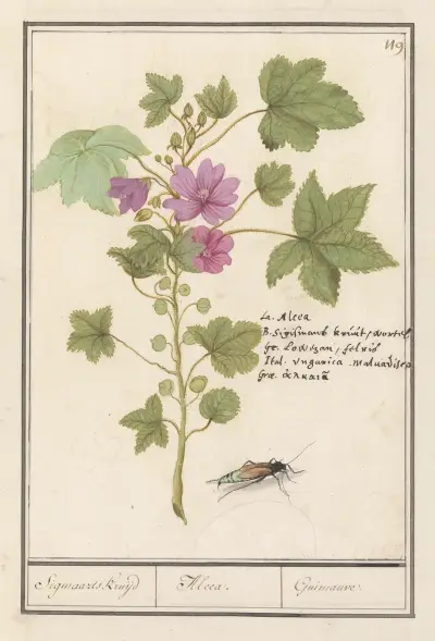 Groot kaasjeskruid (Malva sylvestris) Sigmaards kruijd Alcea. Guimauvre. av Anselmus Boëtius de Boodt
