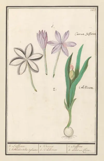 Herfsttijloos (Colchicum autumnale) 1. Saffraen. 2. hermodactelen tijloosen av Anselmus Boëtius de Boodt