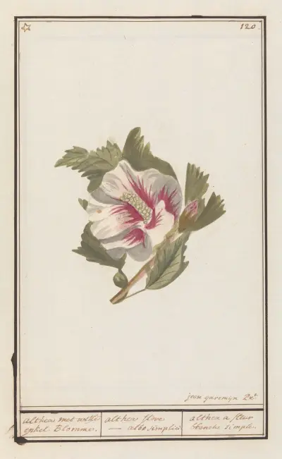 Hibiscus (Hibiscus syriacus) av Anselmus Boëtius de Boodt