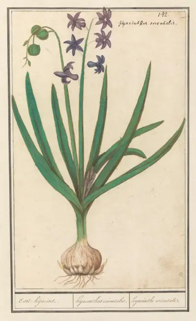 Hyacint (Hyacinthus orientalis) Oost-hijacint. Hyacinthus orientalis. hyacinthe orientale av Anselmus Boëtius de Boodt