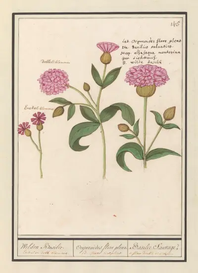 Koekoeksbloem (Silene dioica) Wilden Basilie. Ocijmiodes flore pleno. Basilie Sauvage av Anselmus Boëtius de Boodt