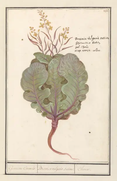 Kool (Brassica oleracea) Gemeene Cauwels. Brassica vulgaris saliva. Choux. av Anselmus Boëtius de Boodt