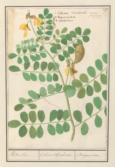 Linze (Lens culinaris) Wilde Sene. Collutea Theophrasti. Baguenandier. av Anselmus Boëtius de Boodt