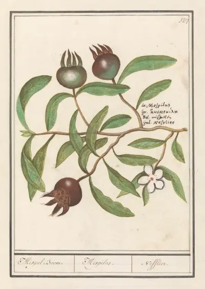 Mispel (Mespilus germanica) Mispel Boom. Mespilus. Nefflier av Anselmus Boëtius de Boodt