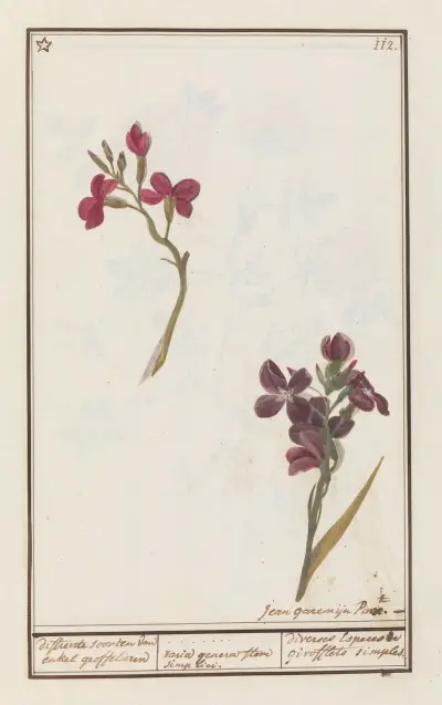 Muurbloem (Erysimum cheiri) differente soorten van enkel groffelieren varia genera flore simplici. av Anselmus Boëtius de Boodt