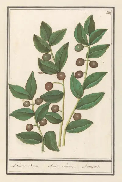 Olijf (Olea europaea) Laurier Boom. Bacca Laurus. Laurier av Anselmus Boëtius de Boodt