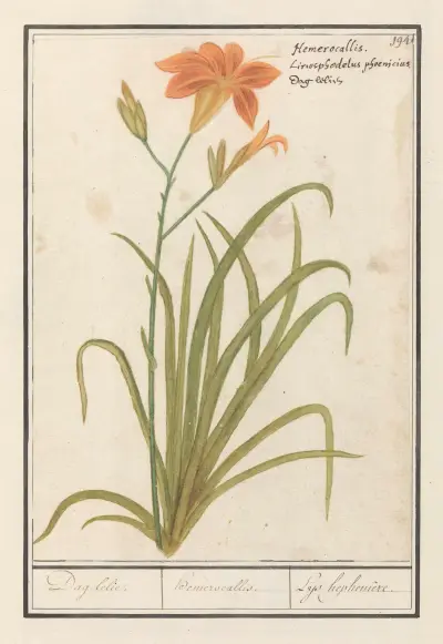 Oranje daglelie (Hemerocallis) Dag lelie. hemerocallis. Leys hephemere av Anselmus Boëtius de Boodt