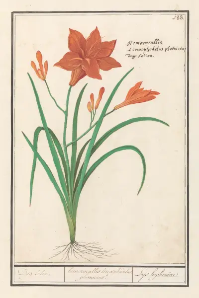 Oranje daglelie (Hemerocallis) Dag lelie. hemerocallis liriosphodelus phoeniceus. Leys hephemere av Anselmus Boëtius de Boodt