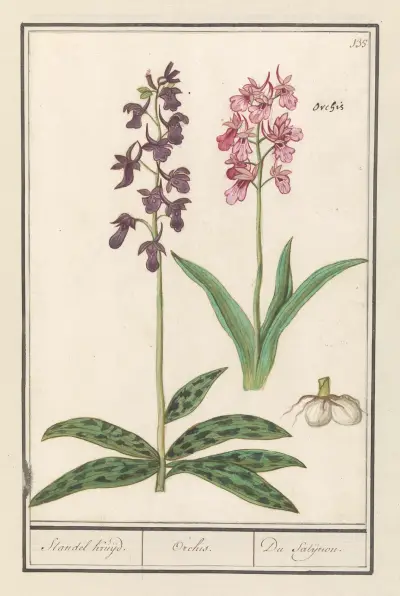 Orchidee (Orchidaceae) Standel Kruijd. Orchis. Du Satijrion. av Anselmus Boëtius de Boodt