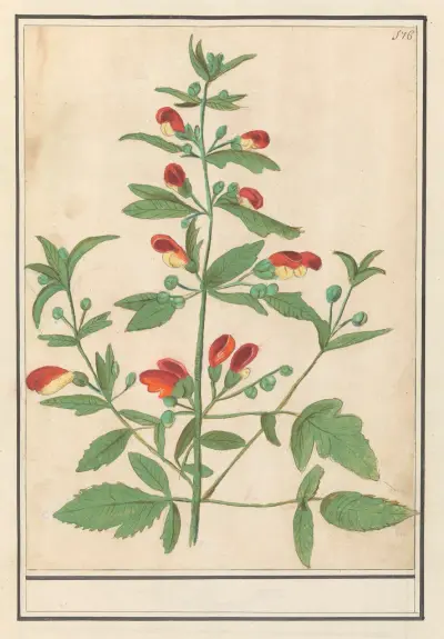 Plant met roodgele bloemen (onbekende soort) av Anselmus Boëtius de Boodt