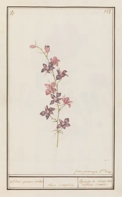 Ridderspoor (Consolida) ridder spoore enkel. floro simplici. Esperon de chevalier afluer simple. av Anselmus Boëtius de Boodt