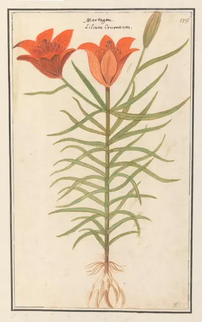 Rode lelie (Lilium) Roode Lelie Martagon lilium Cruentum Martagon av Anselmus Boëtius de Boodt