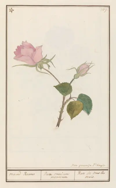 Roos (Rosa) maend Roose Rosa omnium mensium Rose de tous les mois av Anselmus Boëtius de Boodt