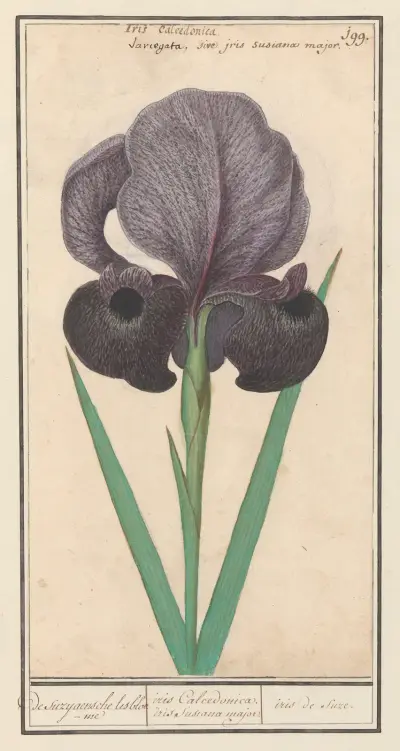 Rouw iris (Iris susiana) de suzyaensche lisbloeme iris Calcedonica. iris Susiana major. iris de suze. av Anselmus Boëtius de Boodt