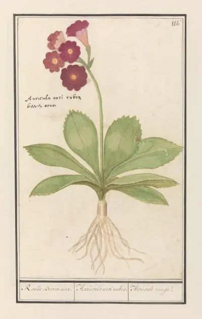 Sleutelbloem (Primula) Roode Beeren oore. Auricula ursi rubra. Auricule rouge av Anselmus Boëtius de Boodt