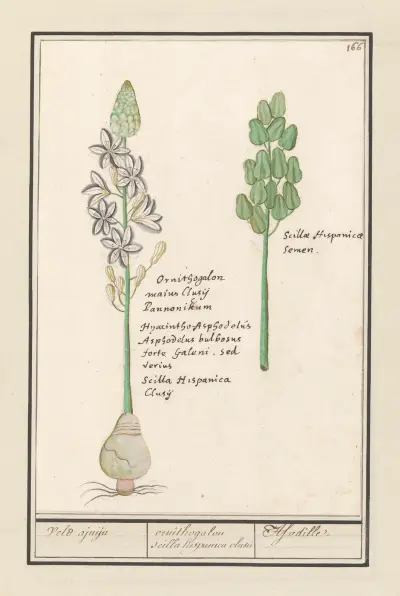 Sterhyacint (Scilla) Veld ajuijn ornithogalon scilla hispanica clusu Asodille av Anselmus Boëtius de Boodt