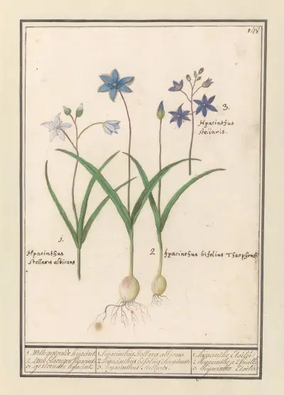 Sterhyacint (Scilla) av Anselmus Boëtius de Boodt