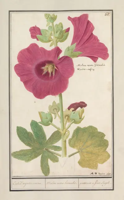 Stokroos (Alcea rosea) Enkel wynter roosen. Malva rosea hiemalis. passerose a fleur simple. av Anselmus Boëtius de Boodt