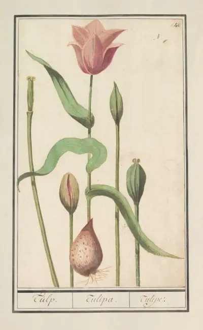 Tulp (Tulipa) av Anselmus Boëtius de Boodt