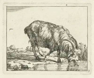 Trinkende Ziege, 1657 von Marcus de Bye
