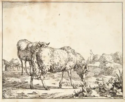 Grasendes Schaf, nach rechts gewandt von Marcus de Bye