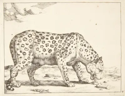 Leopardin von Marcus de Bye
