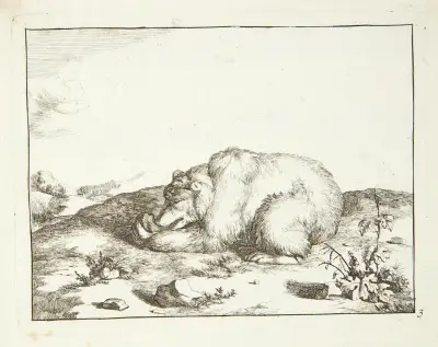 Liegender Bär, der etwas aus seiner linken Pfote frisst von Marcus de Bye