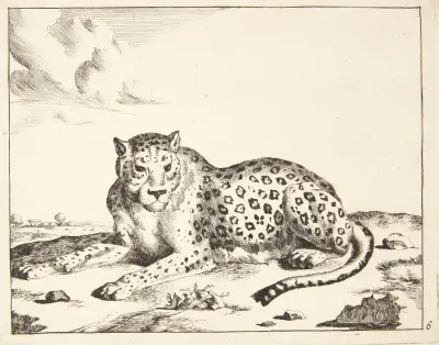 Liegender Leopard, nach links gewandt von Marcus de Bye