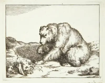 Sitzender Bär, nach links gewandt, 1664 von Marcus de Bye