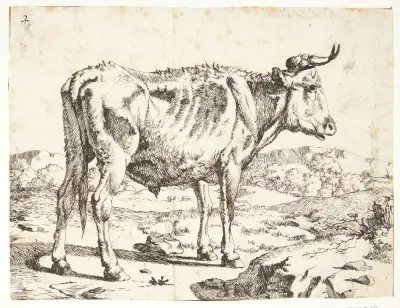 Stehender Stierkalb, nach rechts gewandt von Marcus de Bye