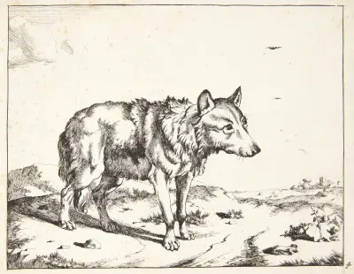 Stehender Wolf, nach rechts gewandt von Marcus de Bye