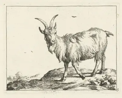 Stehende Ziege von vorn von Marcus de Bye