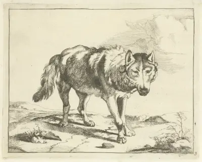 Stehender Wolf von vorn von Marcus de Bye