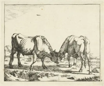 Zwei Stiere, Kopf an Kopf von Marcus de Bye