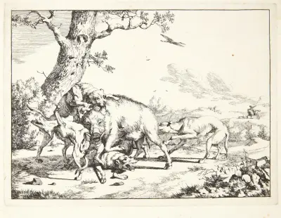Wildschwein, von vier Hunden angegriffen von Marcus de Bye