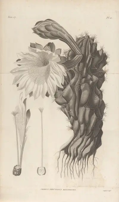 Cereus Peruvianus monstrosus av Augustin Pyramus de Candolle