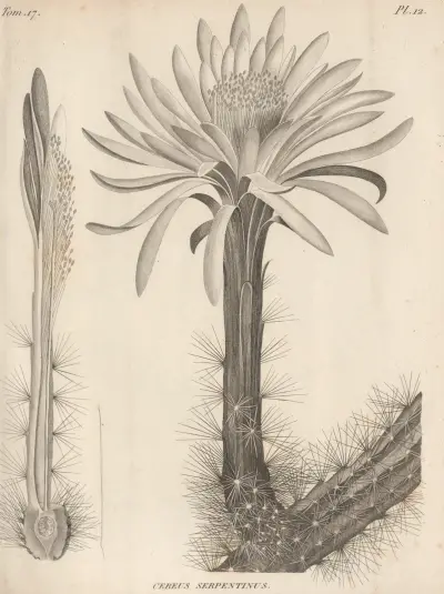 Cereus serpentinus av Augustin Pyramus de Candolle