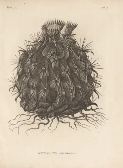 Echinocactus cornigerus av Augustin Pyramus de Candolle