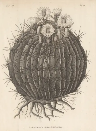 Echinocactus melocactiformis av Augustin Pyramus de Candolle